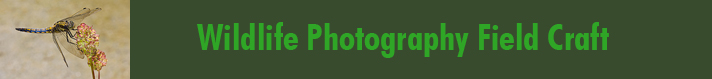 Wildlife Photography Fieldcraft